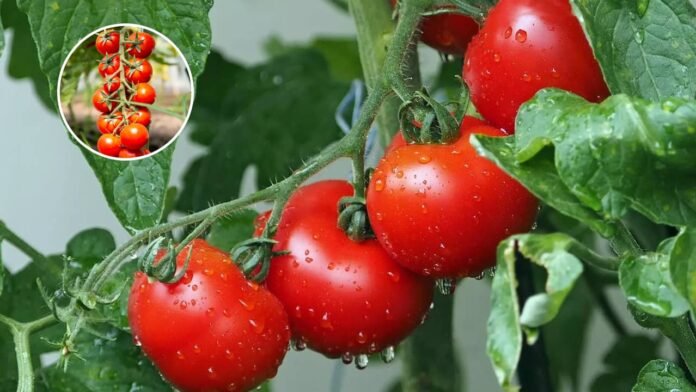 दोगुनी करनी है टमाटर की पैदावार, फटाफट डाले ये खाद