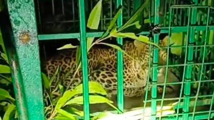 Bahraich-News पिंजरे में कैद हुआ तेंदुआ