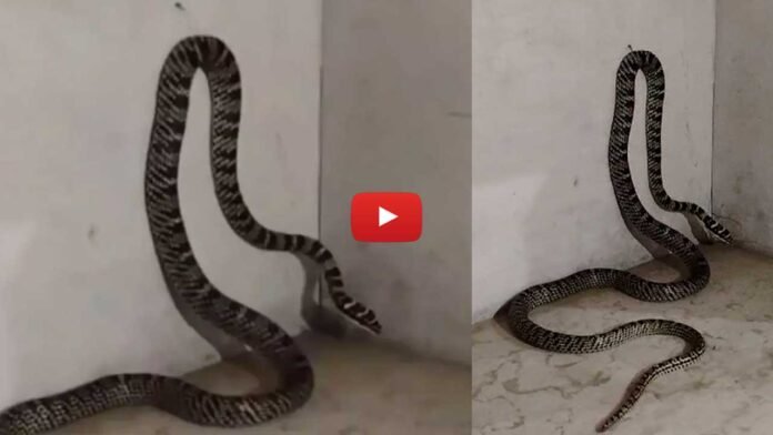 तक्षक नाग